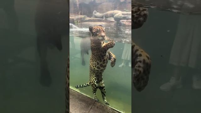 Морские котики смотреть онлайн