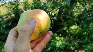 Груша Микола Крюгер