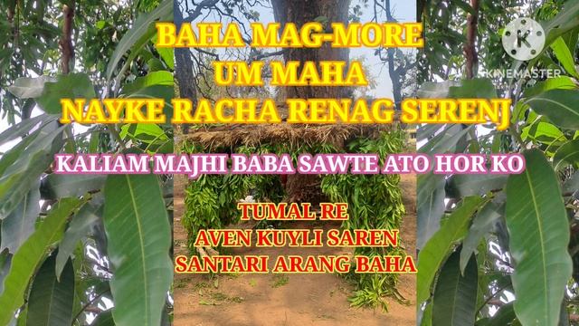 BAHA MAG-MORE // UM MAHA // NAYKE RACHA RENAG SERENJ //@santariarangbaha #santali traditional song смотреть онлайн