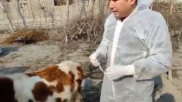 Қутир кассаллигини даволаш ва унда қўлланинладиган дори воситалари смотреть онлайн