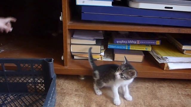 Кошка с котятами в дикой природе:)) // Необычный домик // смотреть онлайн