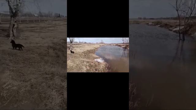 Снег растаял #природа #пруд #рыбалка смотреть онлайн