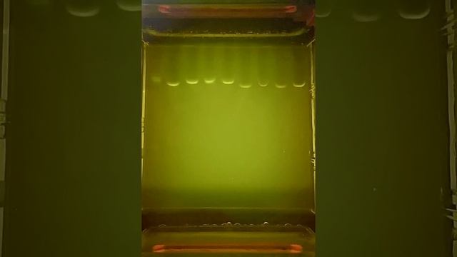 Fungal DNA Barcoding Electrophoresis Results (timelapse) смотреть онлайн