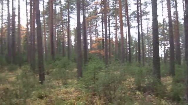 Сосновый бор смотреть онлайн