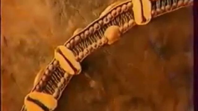 Будова цитоплазматичної мембрани смотреть онлайн