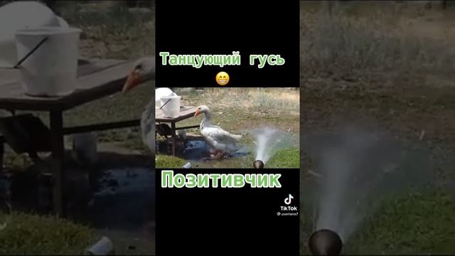 Танцующий гусь смотреть онлайн