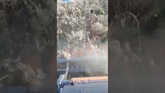 Уборка подсолнечника по амброзии смотреть онлайн