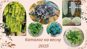 Открыт прием заказов на весну 2025.(2 часть) Вегетативные колеусы традесканции ампельные растения.