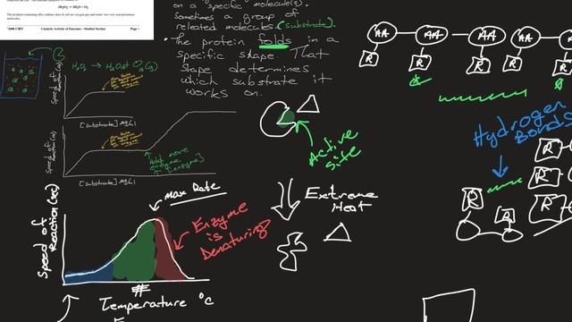 Catalase Lab Notes From Class смотреть онлайн