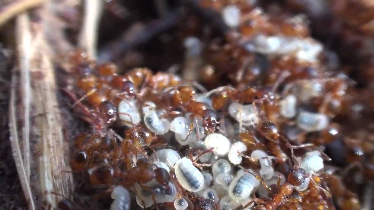 myrmica.mpg смотреть онлайн
