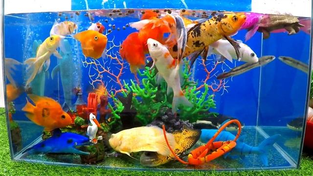 Tổng hợp video cá cảnh đẹp, động vật dễ thương, Cá Sấu, Cá tai tượng albino, cá trê mèo,tôm cảnh,cu смотреть онлайн