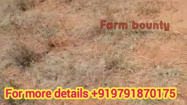Ad No. 60/Tenkasi district /3 acre 62 cent/7 mtr mud road/Red soilPer acre 4.5 lakhs смотреть онлайн