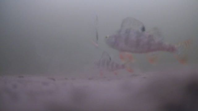 ЧТО ЛУЧШЕ СОБИРАЕТ РЫБУ В ЯНВАРЕ. БЕЗМОТЫЛКА КГ ЖЕЛТЫЙ vs БЛЕСНА КИЗОМБА смотреть онлайн