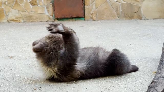 ТАКОЙ ИГРУШКОЙ Лейла никогда не играла! Как мало надо для радости маленькому медвежонку!