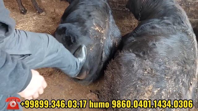 Oqsil (Yashur) Kasalligi 3 Kunda Tuzatamiz.Õychi õylagincha Tavakkalchi Ishini Bitiradi.