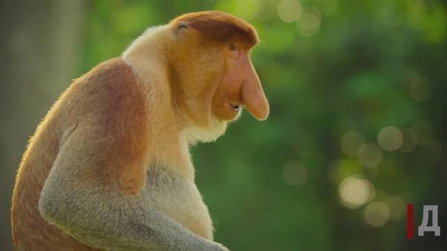 Обезьяна Носач.