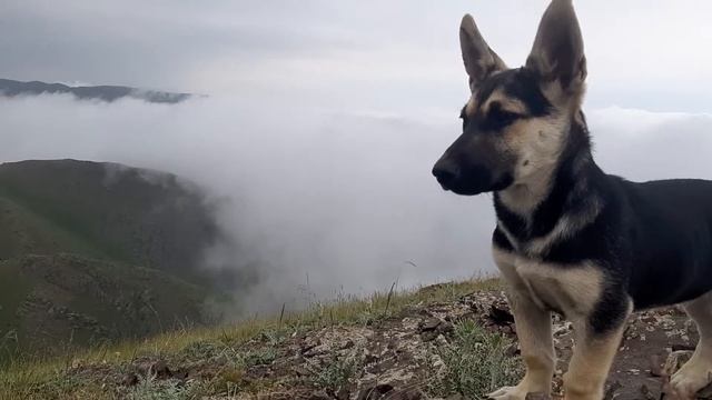 Жайлау 2019 смотреть онлайн