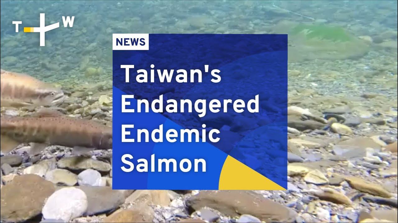 Taiwan's Endangered Endemic Salmon смотреть онлайн