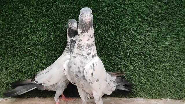 इंडिया 🇮🇳 में 5 सब से ज्यादा बिकने वाले कबूतर| 5 most demanding Pigeons in India| Kitna udte hai ye смотреть онлайн
