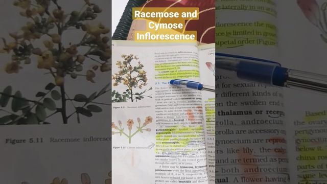 Racemose and Cymose Inflorescence#Class +1 Biology смотреть онлайн