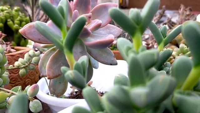 65/100 Ice Plant Succulent | Corpuscularia Lehmannii • Why Succulent Leaves Crack?