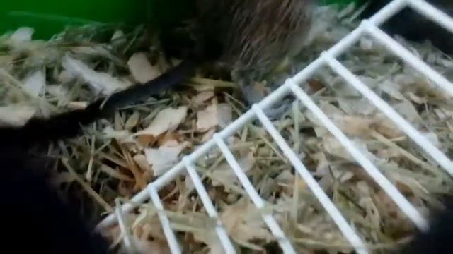 Белка дегу начала нюхать мой телифон:) смотреть онлайн