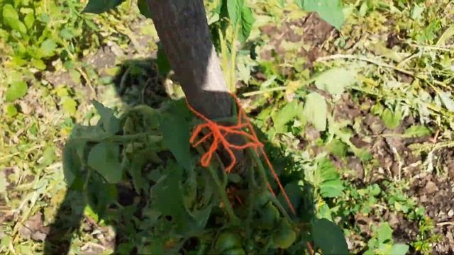 Мутация смотреть онлайн