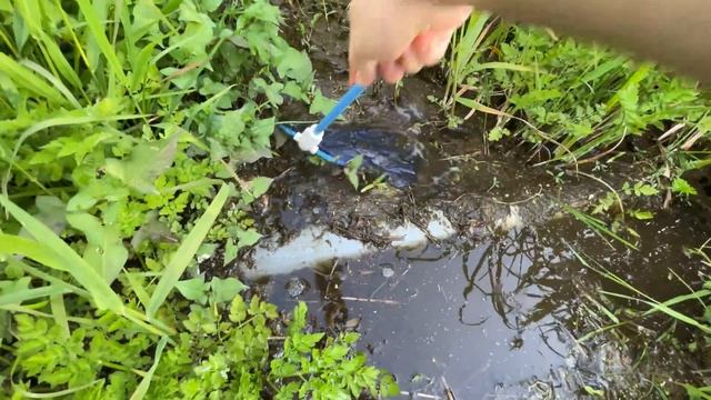 山奥の公園のビオトープでガサガサ。カエル、ドジョウ、サワガニ。 смотреть онлайн