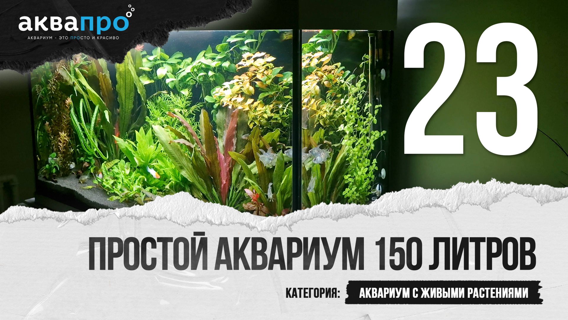 23. Простой аквариум 150 литров. Аквариум с живыми растениями смотреть онлайн