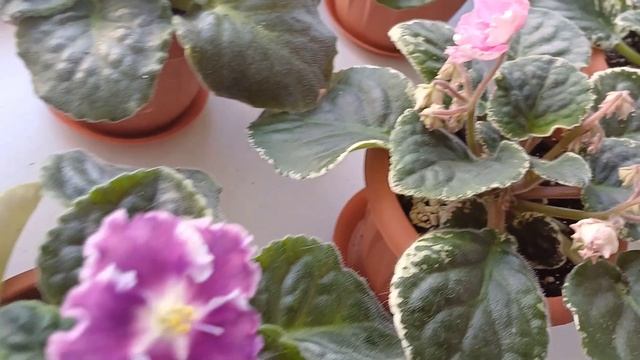 И снова в гости...👭🌿🌞Фиалковая сказка🌸🏵🌺 смотреть онлайн