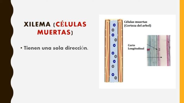 CONDUCCIÓN VEGETAL смотреть онлайн