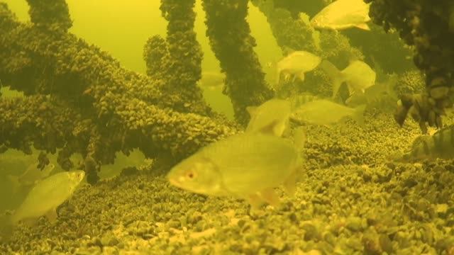 Разбурили коряжник с крупной плотвой. Плотва, Окунь, Карась бок о бок в глубокой яме. смотреть онлайн