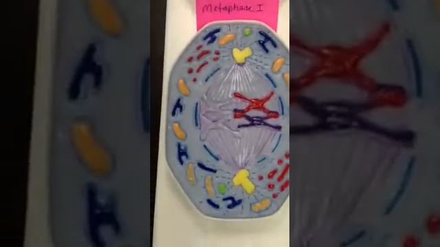 Meiosis Model Video 2 смотреть онлайн