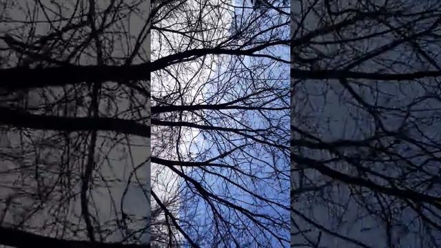 Охота на белок,,, нашли клад .. смотреть онлайн