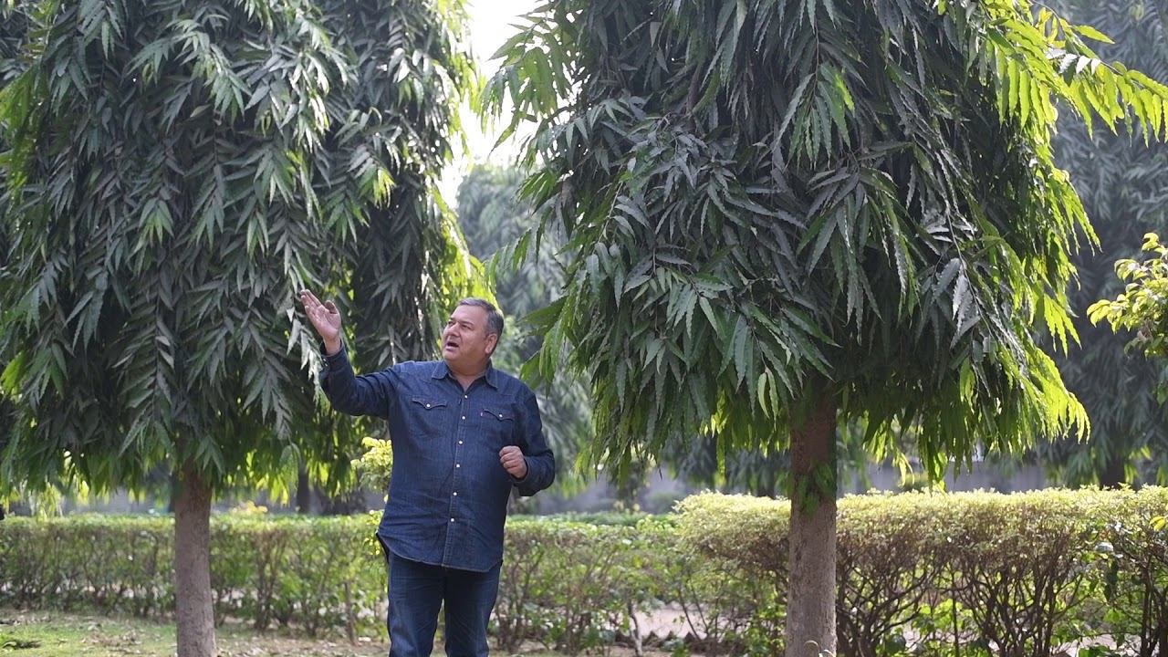 Which are the best trees for the environment смотреть онлайн