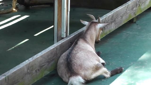 On Location: The San Clemente Island Goat смотреть онлайн