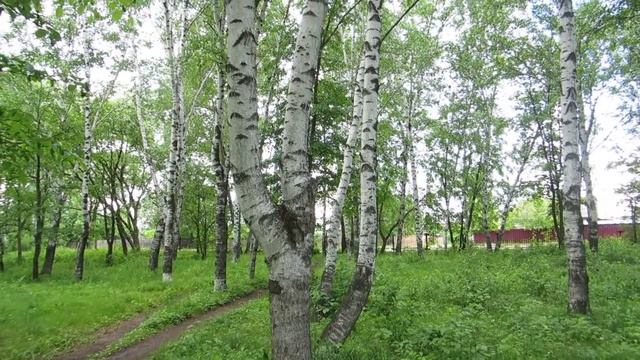 БЕРЁЗОВАЯ РОЩА прогулка В п ПРОГРЕСС АМУРСКОЙ обл (2) смотреть онлайн