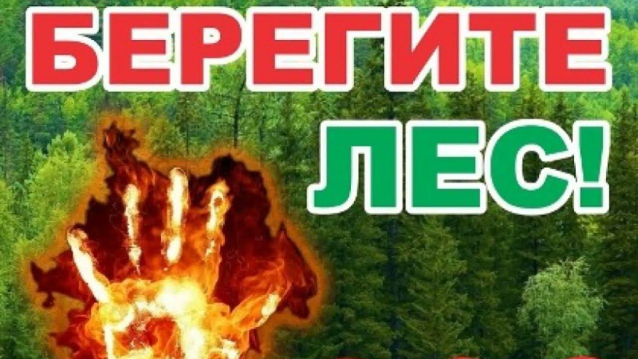 Берегите лес! смотреть онлайн