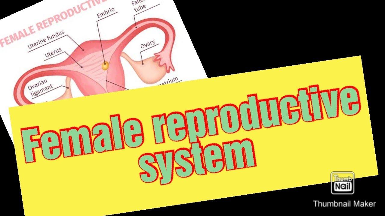 Female reproductive system NEET, H.S Biology смотреть онлайн
