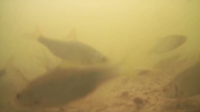 Реакция рыбы на КОШАЧИЙ КОРМ КИТЕКАТ | СОБРАЛАСЬ ВСЯ ПЛОТВА С ВОДОЕМА, ПОДВОДНАЯ СЪЕМКА смотреть онлайн