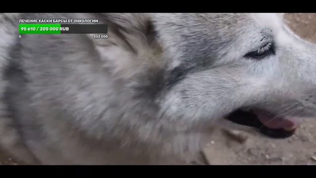 кошка Маруся на операции а 10 #хаски голодают смотреть онлайн