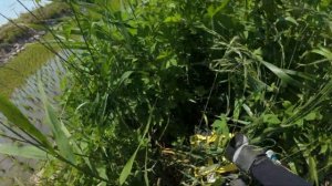 Летняя охота на сазана(охота с рогаткой)