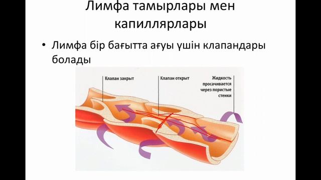 ЛИМФА ЖҮЙЕСІ. ЛИМФА. смотреть онлайн