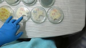 Чистые культуры для засева на субстрат, осмотр разных штаммов триходермы на чашках петри.