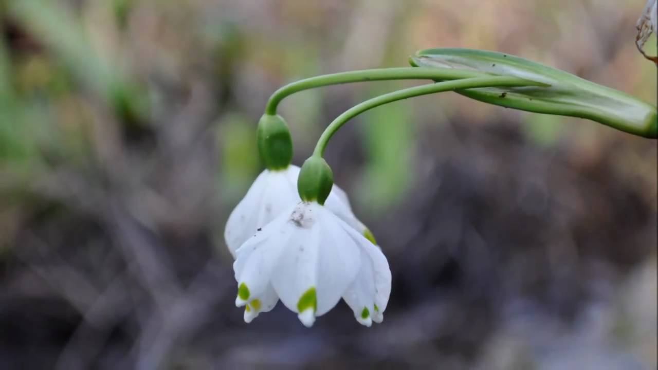 Durham University Botanic Garden in March смотреть онлайн