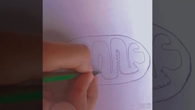 Mitochondria class 9-10 SSC/মাইটোকন্ডিয়া আঁকার সহজ উপায়। смотреть онлайн