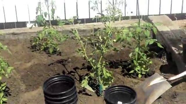Kappa Alpha Theta: Planting The Tomato Garden