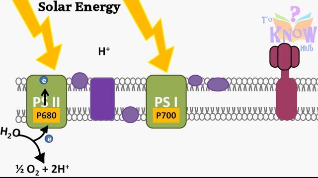 Photosynthesis Light Dependent Reactions Animation (How ATP & NADPH is produced) смотреть онлайн