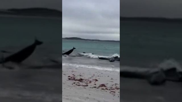 Whales beach themselves off the coast of Western Australia смотреть онлайн
