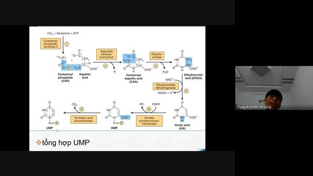 Chương 10 Chuyển hóa acid nucleic part 10 3 смотреть онлайн
